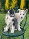 Siberian Husky Puppies for sale in Lynnwood, WA 98087, USA. price: $1,000
