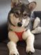 Siberian Husky Puppies for sale in Warrensburg, MO 64093, USA. price: NA