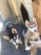 Siberian Husky Puppies for sale in Kennewick, WA, USA. price: $500