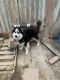 Siberian Husky Puppies for sale in Blackfoot, ID 83221, USA. price: $400