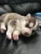 Siberian Husky Puppies for sale in Clifton, NJ, USA. price: $2,000