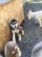 Siberian Husky Puppies for sale in Kennewick, WA, USA. price: NA