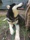 Siberian Husky Puppies for sale in 17151 Honeysuckle Ln, Eden Prairie, MN 55346, USA. price: $900