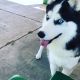 Siberian Husky Puppies for sale in Reno, NV, USA. price: $1,200