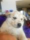 Siberian Husky Puppies for sale in Gillette, WY, USA. price: $500