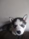 Siberian Husky Puppies for sale in Homestead, FL, USA. price: NA