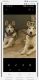 Siberian Husky Puppies for sale in Gillette, WY, USA. price: $50