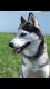 Siberian Husky Puppies for sale in Scotch Plains, NJ 07076, USA. price: $550