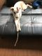 Siberian Husky Puppies for sale in Watauga, TX 76137, USA. price: NA