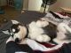 Siberian Husky Puppies for sale in North Port, FL 34289, USA. price: NA