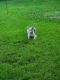 Siberian Husky Puppies for sale in Geneseo, IL 61254, USA. price: NA