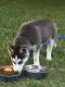 Siberian Husky Puppies for sale in Lake Forest, IL, USA. price: NA