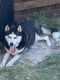 Siberian Husky Puppies for sale in Allen, TX, USA. price: NA