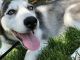 Siberian Husky Puppies for sale in Streamwood, IL, USA. price: NA