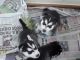 Siberian Husky Puppies for sale in Texarkana, TX, USA. price: NA