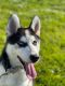 Siberian Husky Puppies for sale in Oakland, CA, USA. price: $500