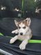 Siberian Husky Puppies for sale in Chula Vista, CA 91911, USA. price: $7