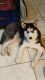 Siberian Husky Puppies for sale in West Palm Beach, FL 33409, USA. price: NA