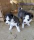 Siberian Husky Puppies for sale in Duncan, SC, USA. price: $1,200