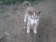 Siberian Husky Puppies for sale in Ober, IN 46534, USA. price: NA
