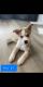 Siberian Husky Puppies for sale in Giddings, TX 78942, USA. price: NA