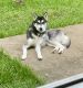 Siberian Husky Puppies for sale in Missouri City, TX, USA. price: NA
