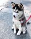 Siberian Husky Puppies for sale in Virginia City, NV 89440, USA. price: NA