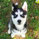 Siberian Husky Puppies for sale in West Virginia Ave NE, Washington, DC 20002, USA. price: $800