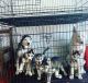 Siberian Husky Puppies for sale in Hollywood, FL, USA. price: NA
