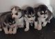 Siberian Husky Puppies for sale in Buffalo Grove, IL, USA. price: $900