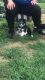 Siberian Husky Puppies for sale in 1534 S 49 Terrace, Kansas City, KS 66106, USA. price: NA