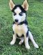 Siberian Husky Puppies for sale in Kennesaw, GA, USA. price: NA