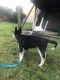 Siberian Husky Puppies for sale in 74 King Ave, Yonkers, NY 10704, USA. price: NA