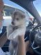 Siberian Husky Puppies for sale in Tucker, GA, USA. price: $400