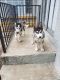 Siberian Husky Puppies for sale in Covina, CA 91722, USA. price: NA