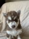 Siberian Husky Puppies for sale in Graham, NC, USA. price: NA