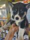 Siberian Husky Puppies for sale in Chula Vista, CA 91911, USA. price: $700
