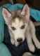 Siberian Husky Puppies for sale in Fort Wayne, IN, USA. price: NA