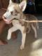 Siberian Husky Puppies for sale in Denham Springs, LA, USA. price: $700