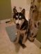 Siberian Husky Puppies for sale in Masury, OH, USA. price: NA