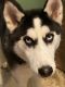 Siberian Husky Puppies for sale in Loogootee, IN 47553, USA. price: NA