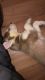 Siberian Husky Puppies for sale in 988 Pontiac Ave, Cranston, RI 02920, USA. price: $800