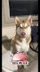 Siberian Husky Puppies for sale in Kyle, TX, USA. price: NA
