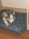Siberian Husky Puppies for sale in Oakley, CA 94561, USA. price: $1,000