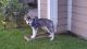 Siberian Husky Puppies for sale in St Peters, MO, USA. price: NA