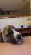 Siberian Husky Puppies for sale in Ventura, CA, USA. price: $450