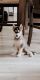 Siberian Husky Puppies for sale in South Brunswick Township, NJ, USA. price: NA