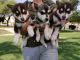 Siberian Husky Puppies for sale in Oceanside, CA, USA. price: NA