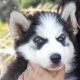 Siberian Husky Puppies for sale in Granite Bay, CA 95746, USA. price: NA