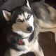 Siberian Husky Puppies for sale in Lucasville, OH 45648, USA. price: NA